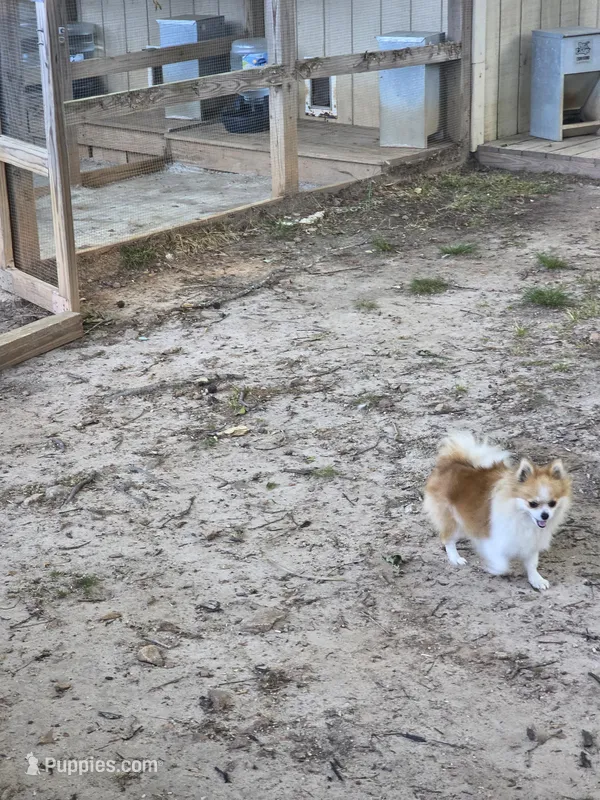 Poka  – Pomeranian puppy for sale in Braselton, GA