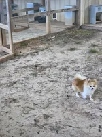 Poka , a female Pomeranian for sale in Braselton, GA – Photo 1 of 5