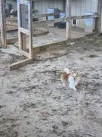 Poka , a female Pomeranian for sale in Braselton, GA – Photo 5 of 5