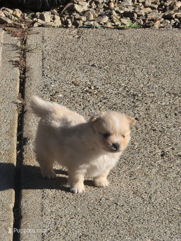 LM#1 – Shiranian puppy for sale in Braselton, GA