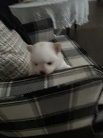 BM#1, a male Pomeranian for sale in Braselton, GA – 2 of 10