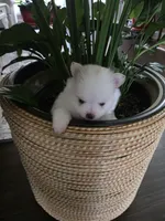 BM#1, a male Pomeranian for sale in Braselton, GA – 8 of 10