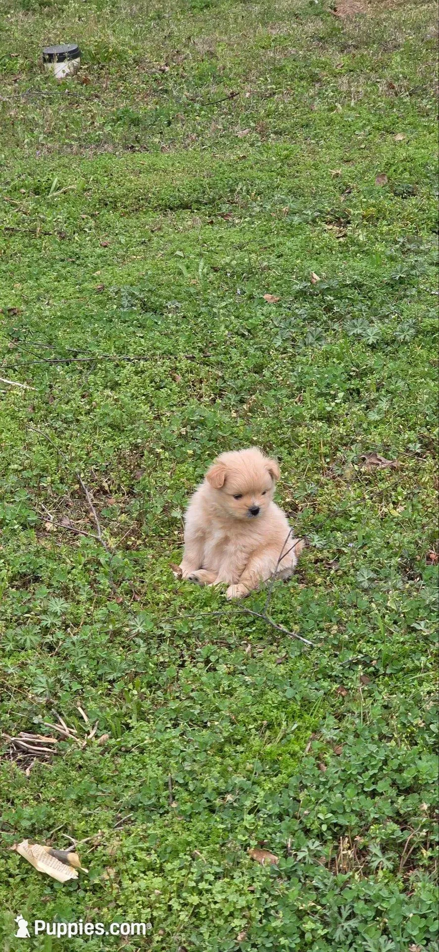 L#4 – Shiranian puppy for sale in Braselton, GA