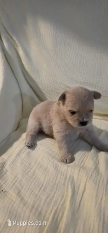 L#4 – Shiranian puppy for sale in Braselton, GA