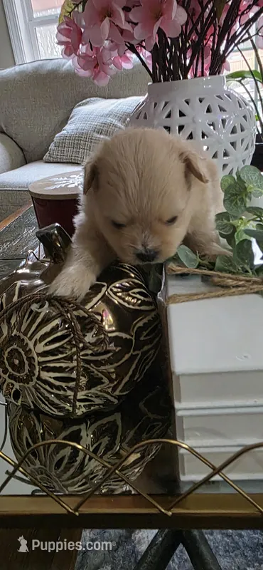 L#4 – Shiranian puppy for sale in Braselton, GA