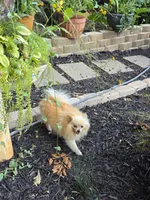 Bella, a female Pomeranian for sale in Braselton, GA – 6 of 8