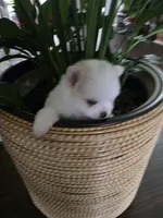 BM#1, a male Pomeranian for sale in Braselton, GA – 6 of 10