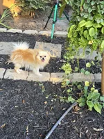 Bella, a female Pomeranian for sale in Braselton, GA – 5 of 8