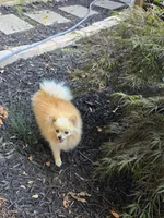 Bella, a female Pomeranian for sale in Braselton, GA – 4 of 8