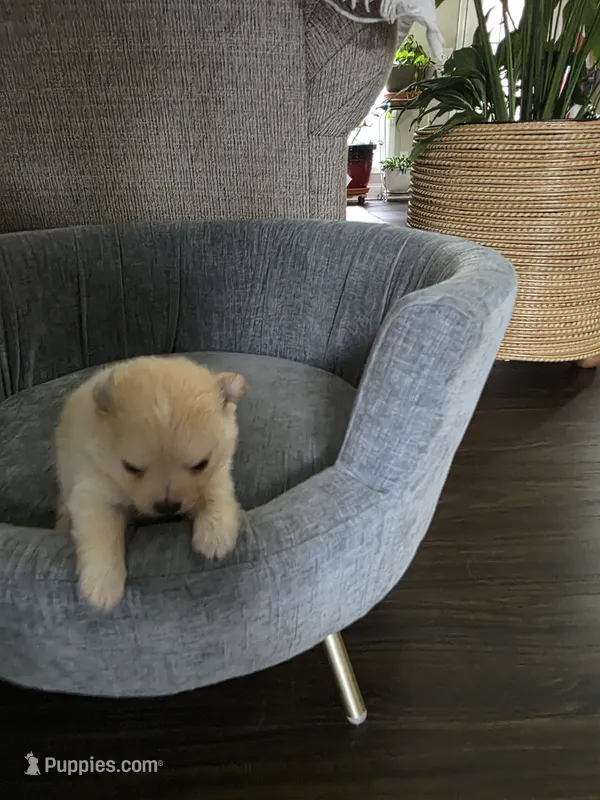 NM#1 – Pomeranian puppy for sale in Braselton, GA