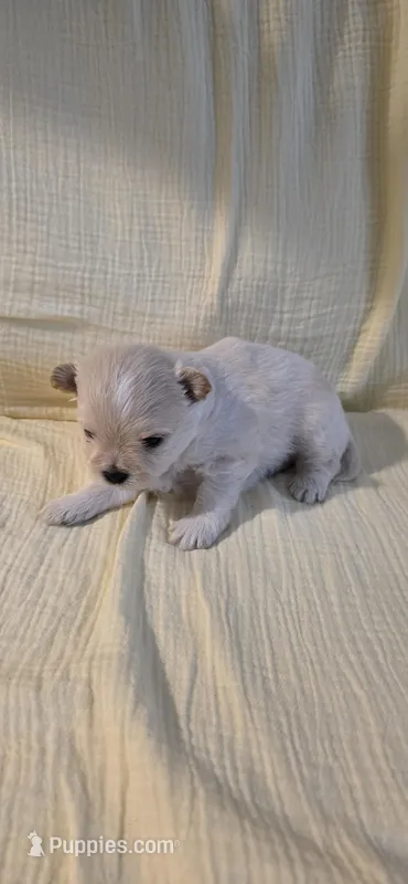 L#3 – Shiranian puppy for sale in Braselton, GA