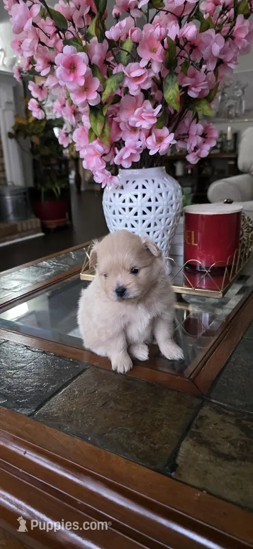 L#3 – Shiranian puppy for sale in Braselton, GA