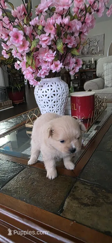 L#3 – Shiranian puppy for sale in Braselton, GA