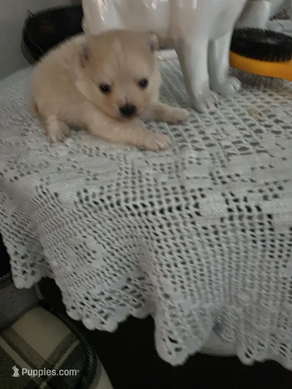 NM#1 – Pomeranian puppy for sale in Braselton, GA