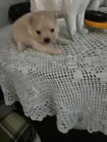 NM#1, a male Pomeranian for sale in Braselton, GA – 10 of 10