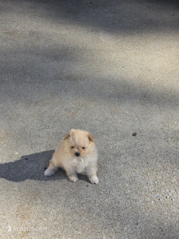 LF#2 – Shiranian puppy for sale in Braselton, GA
