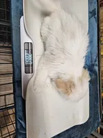 puppy#4, a female Shiranian for sale in Braselton, GA – Photo 8 of 10