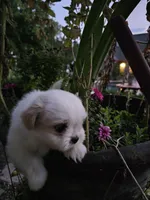 puppy#4, a female Shiranian for sale in Braselton, GA – Photo 6 of 10