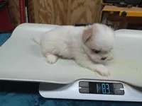 puppy#4, a female Shiranian for sale in Braselton, GA – Photo 2 of 10