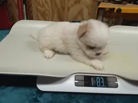 puppy#4, a female Shiranian for sale in Braselton, GA – Photo 1 of 10