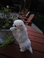 puppy#4, a female Shiranian for sale in Braselton, GA – Photo 3 of 10