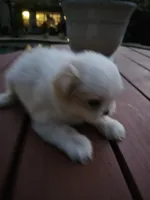 puppy#4, a female Shiranian for sale in Braselton, GA – Photo 5 of 10