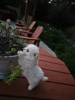 puppy#4, a female Shiranian for sale in Braselton, GA – Photo 4 of 10