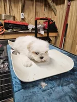 puppy#4, a female Shiranian for sale in Braselton, GA – Photo 9 of 10