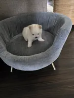 BM#1, a male Pomeranian for sale in Braselton, GA – 5 of 10