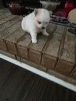 BM#1, a male Pomeranian for sale in Braselton, GA – 9 of 10