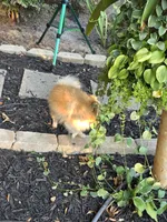 Bella, a female Pomeranian for sale in Braselton, GA – 3 of 8