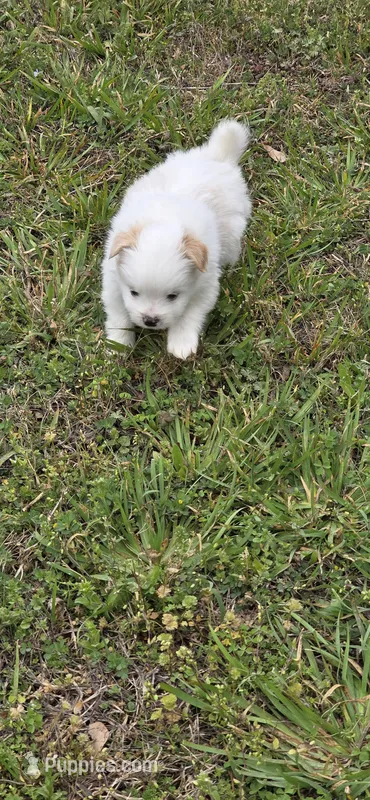 L#5 – Shiranian puppy for sale in Braselton, GA