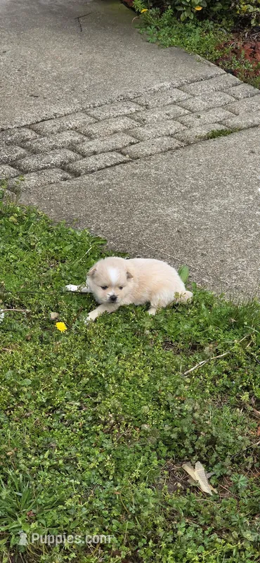 L#5 – Shiranian puppy for sale in Braselton, GA