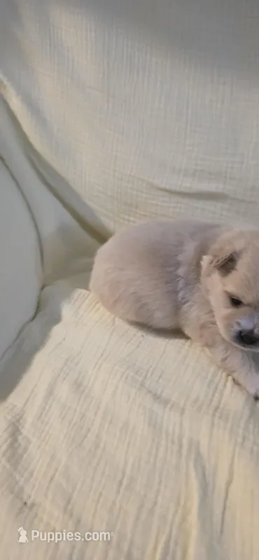 L#5, a male Shiranian for sale in Braselton, GA – Photo 1 of 10