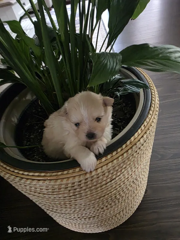 LM#1 – Shiranian puppy for sale in Braselton, GA