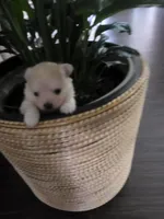 NM#1, a male Pomeranian for sale in Braselton, GA – 3 of 10