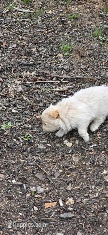 L#2 – Shiranian puppy for sale in Braselton, GA