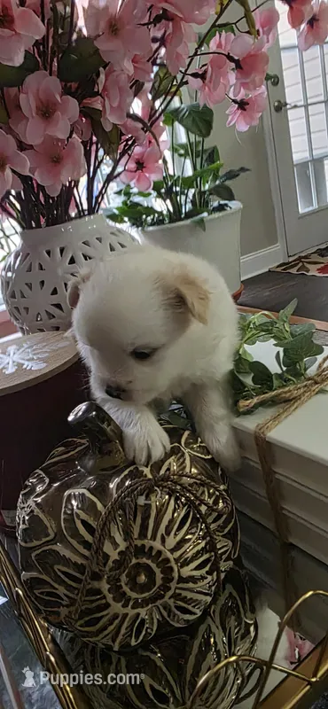 L#2 – Shiranian puppy for sale in Braselton, GA