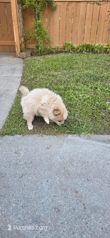 L#2 – Shiranian puppy on hold in Braselton, GA