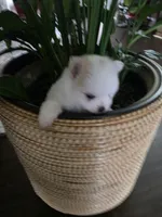 BM#1, a male Pomeranian for sale in Braselton, GA – 7 of 10