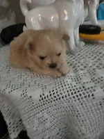 LF#2, a female Shiranian for sale in Braselton, GA – 5 of 10