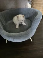 BM#1, a male Pomeranian for sale in Braselton, GA – 4 of 10