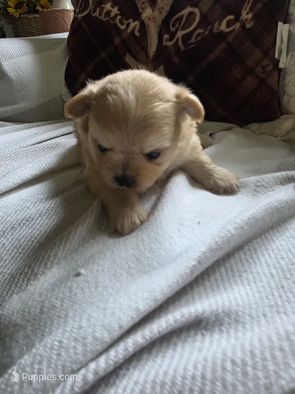 LM3 – Shiranian puppy for sale in Braselton, GA