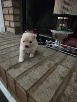NM#1, a male Pomeranian for sale in Braselton, GA – 4 of 10