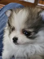 Puppy#3, a female Pomeranian for sale in Braselton, GA – Photo 3 of 10