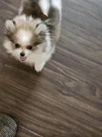 Puppy#3, a female Pomeranian for sale in Braselton, GA – Photo 4 of 10