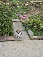 Puppy#3, a female Pomeranian for sale in Braselton, GA – Photo 10 of 10