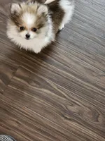 Puppy#3, a female Pomeranian for sale in Braselton, GA – Photo 6 of 10