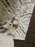 Puppy#3, a female Pomeranian for sale in Braselton, GA – Photo 5 of 10