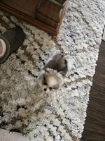 Puppy#3, a female Pomeranian for sale in Braselton, GA – Photo 8 of 10